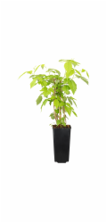 GROW by OBI PĚSTUJTE SI U OBI Podzimní malina 'Autumn Belle' Výška cca 20 - 40 cm Květináč cca 2 l