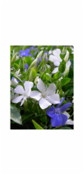 Helix Vždyzelená rostlina "Bavaria" modrofialoví-bílý květináč v květináči cca 13 cm Vinca minor