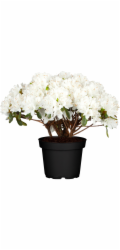 GROW by OBI Azalka "Fairy Cushion" bílý květináč O cca 18 cm Rhododendron obtusum