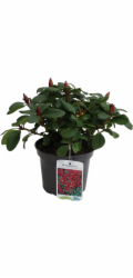 GROW by OBI Zakrslý rododendron "Scarlet Wonder" červený, výška cca 20-25 cm, květináč cca 2 l