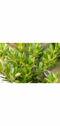 GROW by OBI PĚSTUJTE SI RODODENDRON Bloombux Rosa od OBI Výška cca 5 - 10 cm Květináč 2 l Rododendron