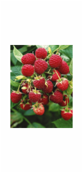 GROW by OBI Organic Malina "Aroma Queen" Květináč cca 2 l Rubus