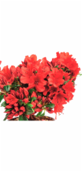 GROW by OBI Japonská azalka "Sandy's Fire" červená, průměr květináče cca. 17 cm, Rhododendron obtusum