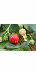 Sonstige Jahoda zahradní v květináči, průměr cca 9 cm (Fragaria)