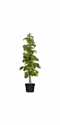 GROW by OBI Organická malina "Schönemann" červená Výška cca 20 - 30 cm Květináč cca 2 l Rubus