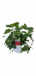 Naturfreund Závěsný košík s jahodami pro milovníky přírody O cca 9,5 cm Fragaria ananassa