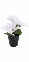 Home Styling Collection Kolekce pro domácí styling Vánoční hvězda v květináči, výška 18 cm