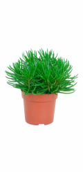 Hrnec na hlodavce - průměr cca 10,5 cm, Senecio Himalaya