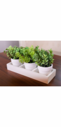 Směs sukulentních bylin, MagicHome, 18 cm, květináč - papír, 3 ks, umělé
