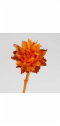 Dekorativní květina Plumosum Orange