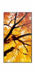 50" LED SHARP M502,3840x2160,24/7