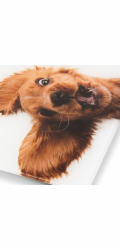 Zelmer ZBS1010 Crazy dog kuchyňská váha