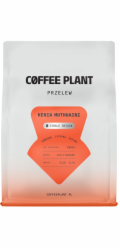 Coffee Plant Kávová rostlina Kenya Muthuaini 250g kávových zrn